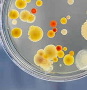 https://storl.pro-caisse.net/wp-content/uploads/2022/11/Microbiologie3.png